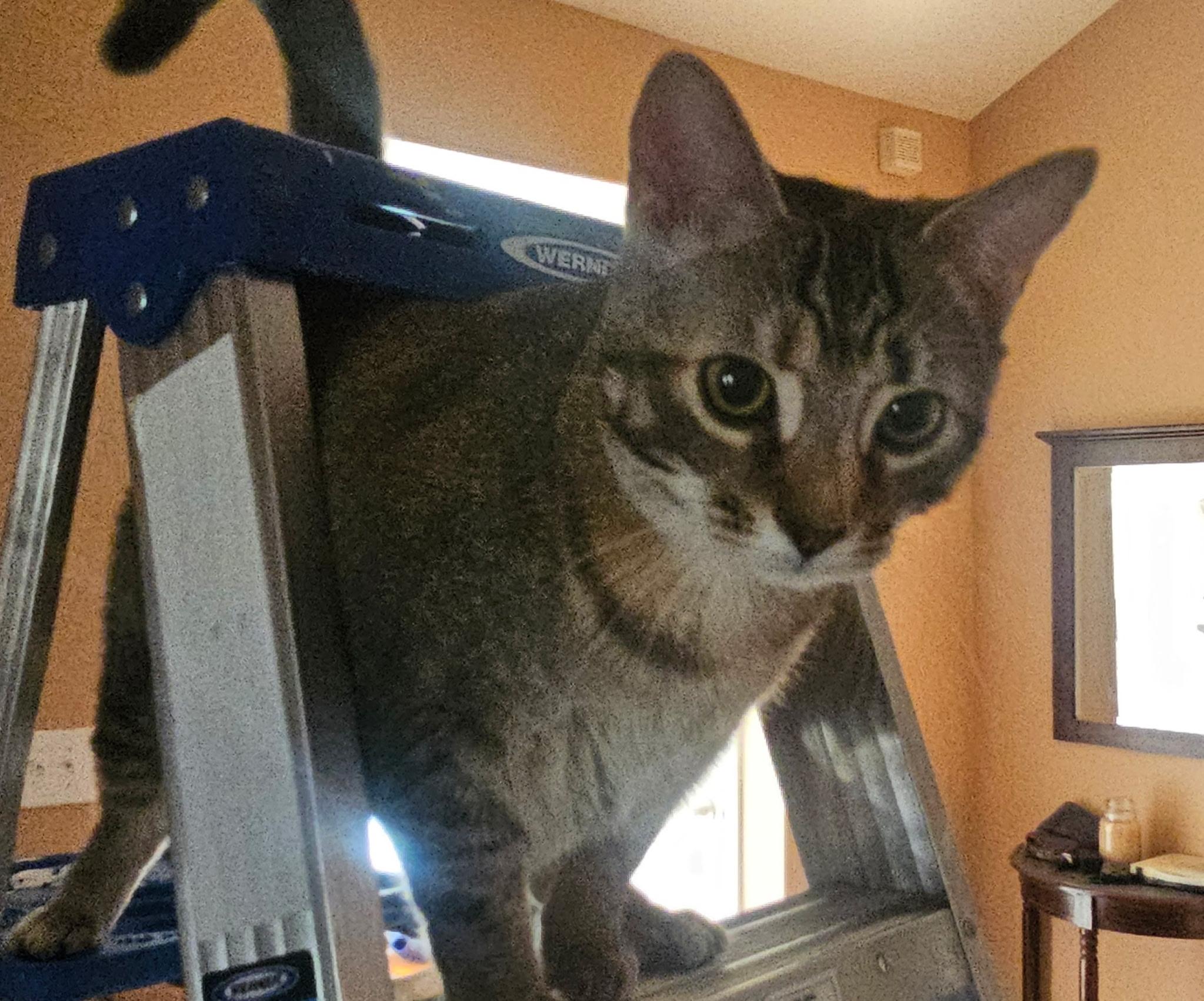 Stella, a Adoptable Domestic Short Hair in Smyrna, DE image 3/5