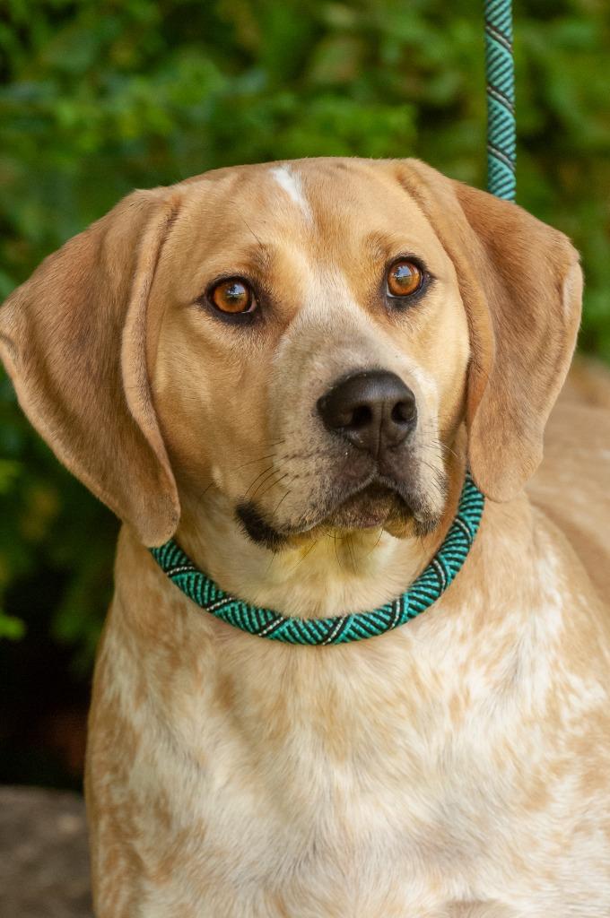 Pluto, Adoptable, Young Male Coonhound.