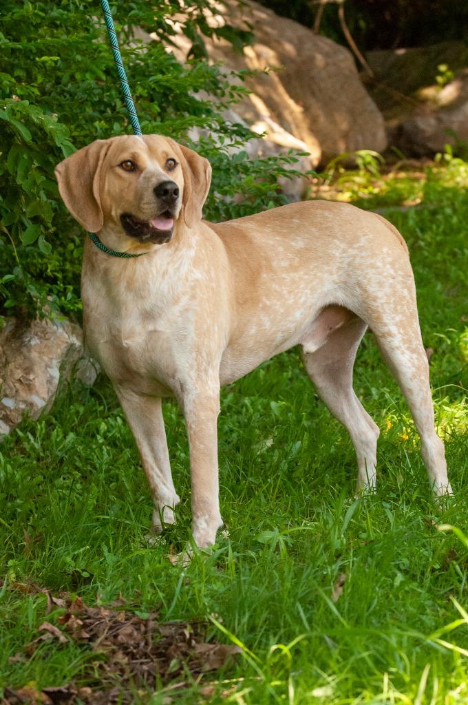 Enlarge Pluto, a Adoptable mixed breed in Johnson City, TN image 2/5