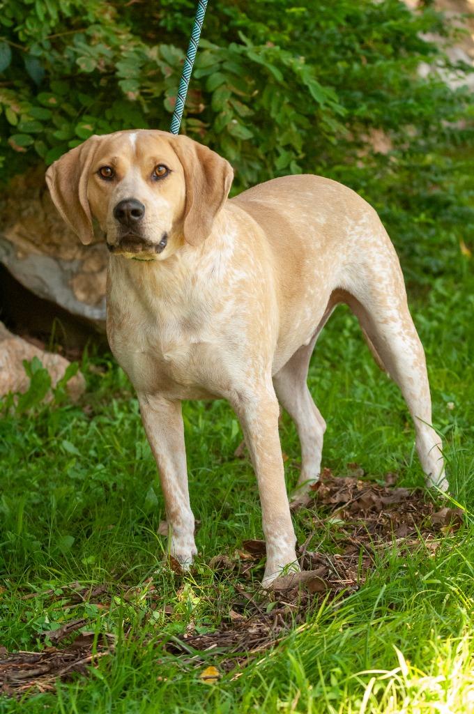 Enlarge Pluto, a Adoptable mixed breed in Johnson City, TN image 3/5