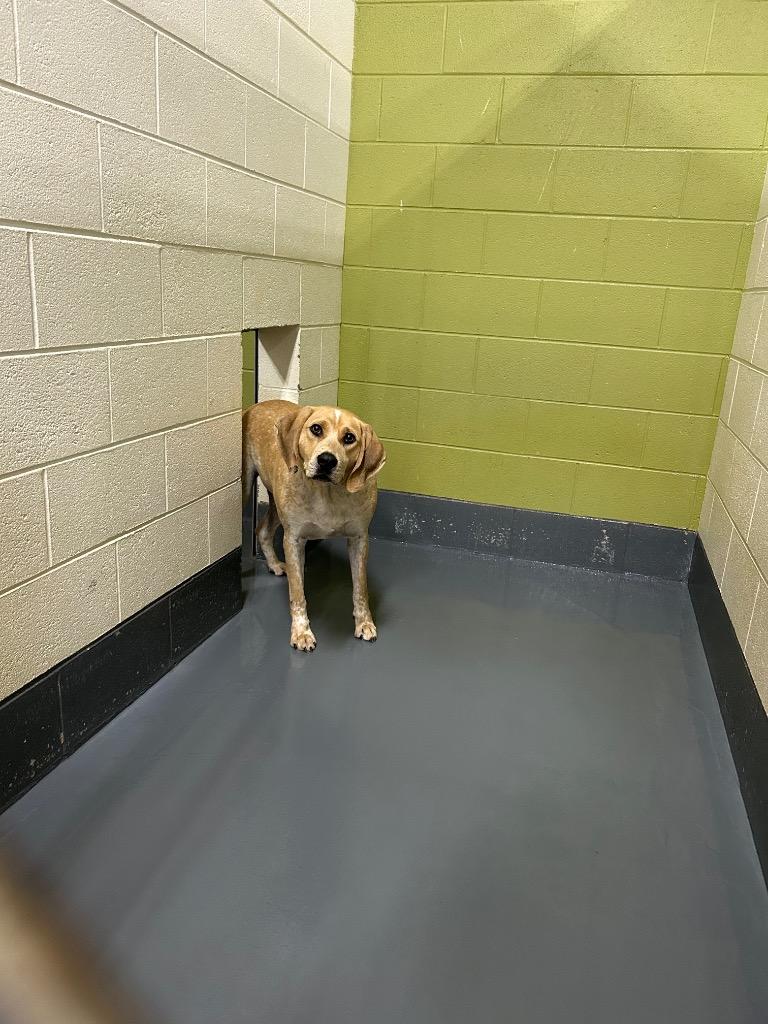 Enlarge Pluto, a Adoptable mixed breed in Johnson City, TN image 4/5