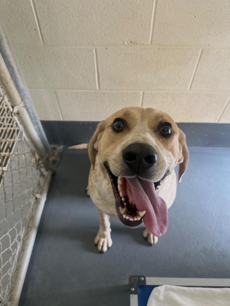 Enlarge Pluto, a Adoptable mixed breed in Johnson City, TN image 5/5