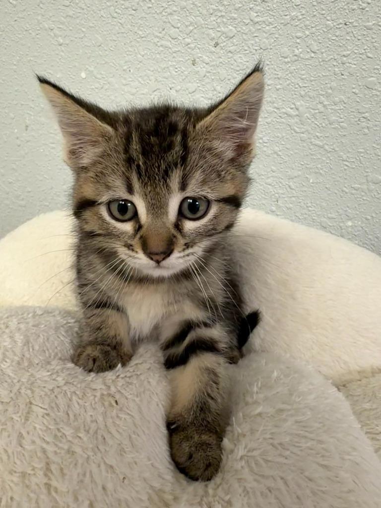 Huckleberry, Adopted, Kitten Male Domestic Medium Hair.