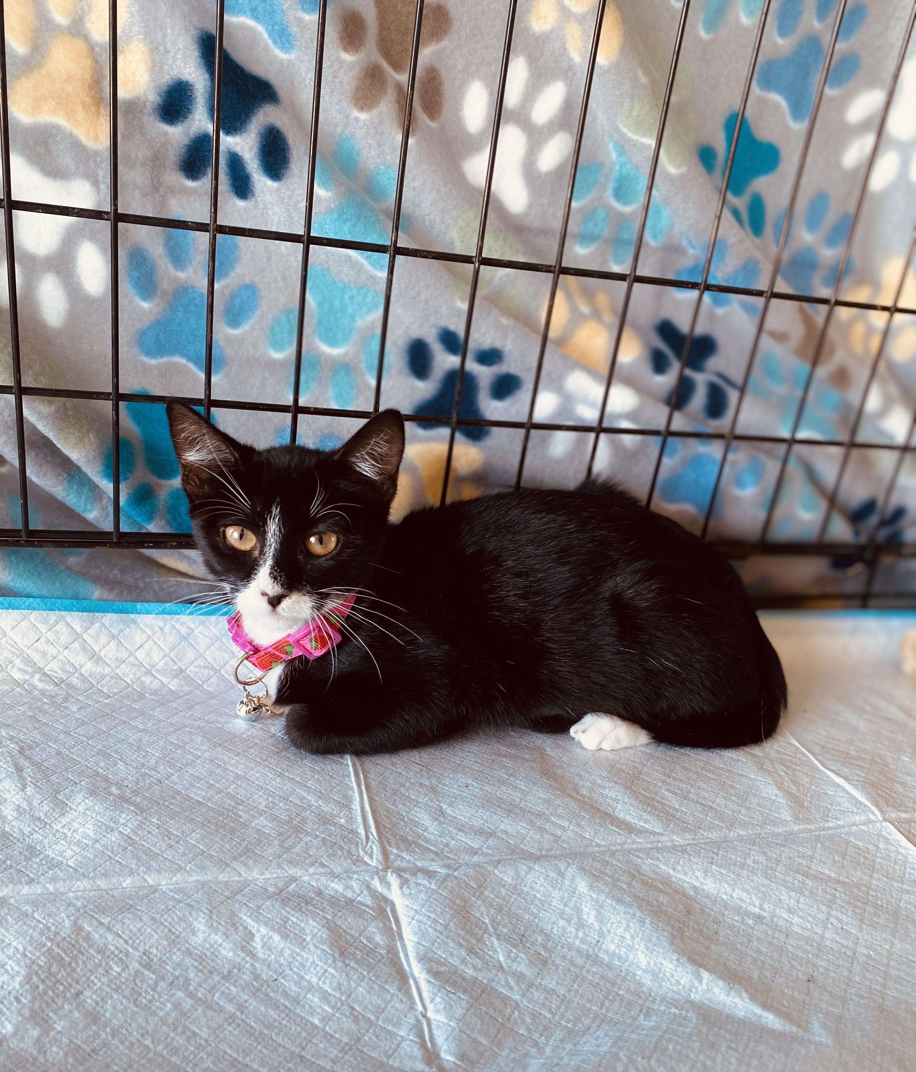 Enlarge Xiu Xiu, a Adoptable American Shorthair in Sacramento, CA image 1/1