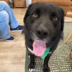 BEAR, a Adoptable mixed breed in Indiantown, FL image 1/6