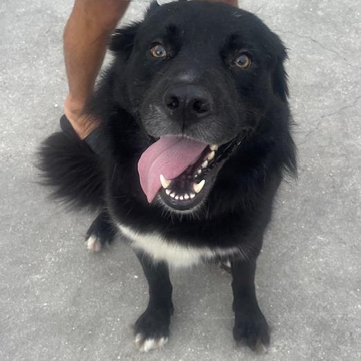 Enlarge BEAR, a Adoptable mixed breed in Indiantown, FL image 1/5
