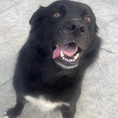 Enlarge BEAR, a Adoptable mixed breed in Indiantown, FL image 5/5