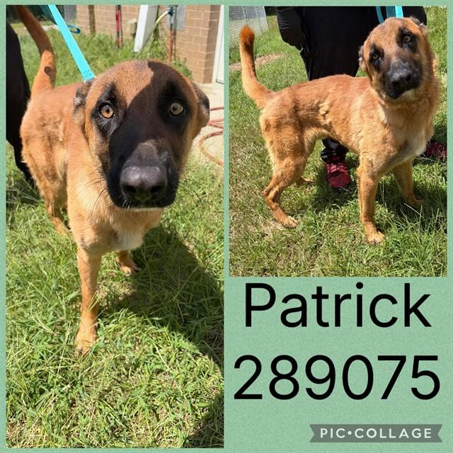 PATRICK, Adoptable, Young Male Belgian Shepherd / Malinois.