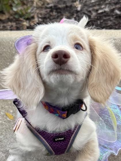 Penelope (In Foster Home)