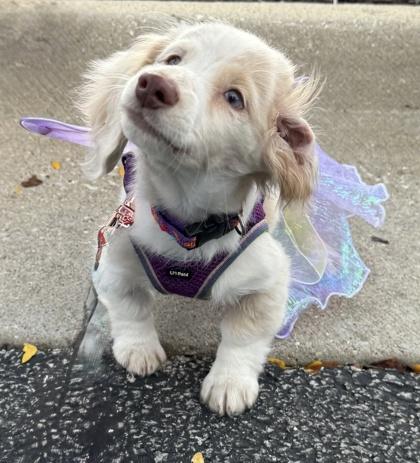 Penelope (In Foster Home)