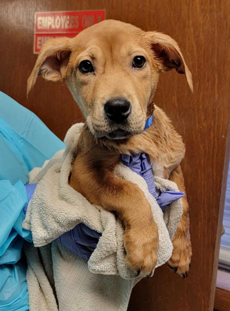 Moe, Adopted, Puppy Male Mixed Breed.