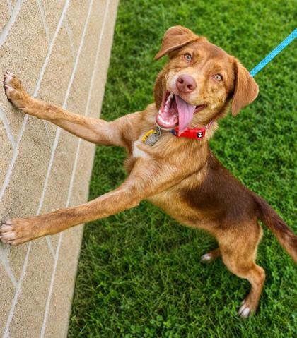 Enlarge Benelli, a Adopted Mixed Breed in Hamilton, OH image 3/3