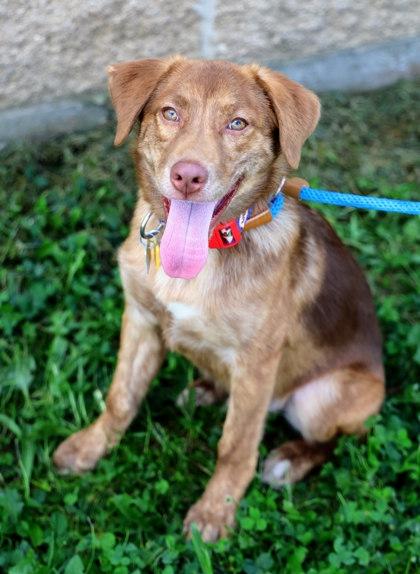 Enlarge Benelli, a Adopted Mixed Breed in Hamilton, OH image 2/3