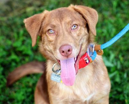 Benelli, Adopted, Puppy Male Mixed Breed.