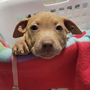 Beritia (now pink, Red), Adoptable, Puppy Female Mixed Breed.