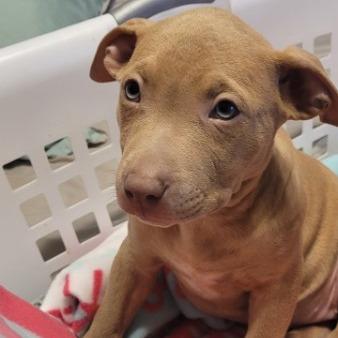 Enlarge Beritia (now pink, Red), a Adoptable Mixed Breed in Allyn, WA image 2/3