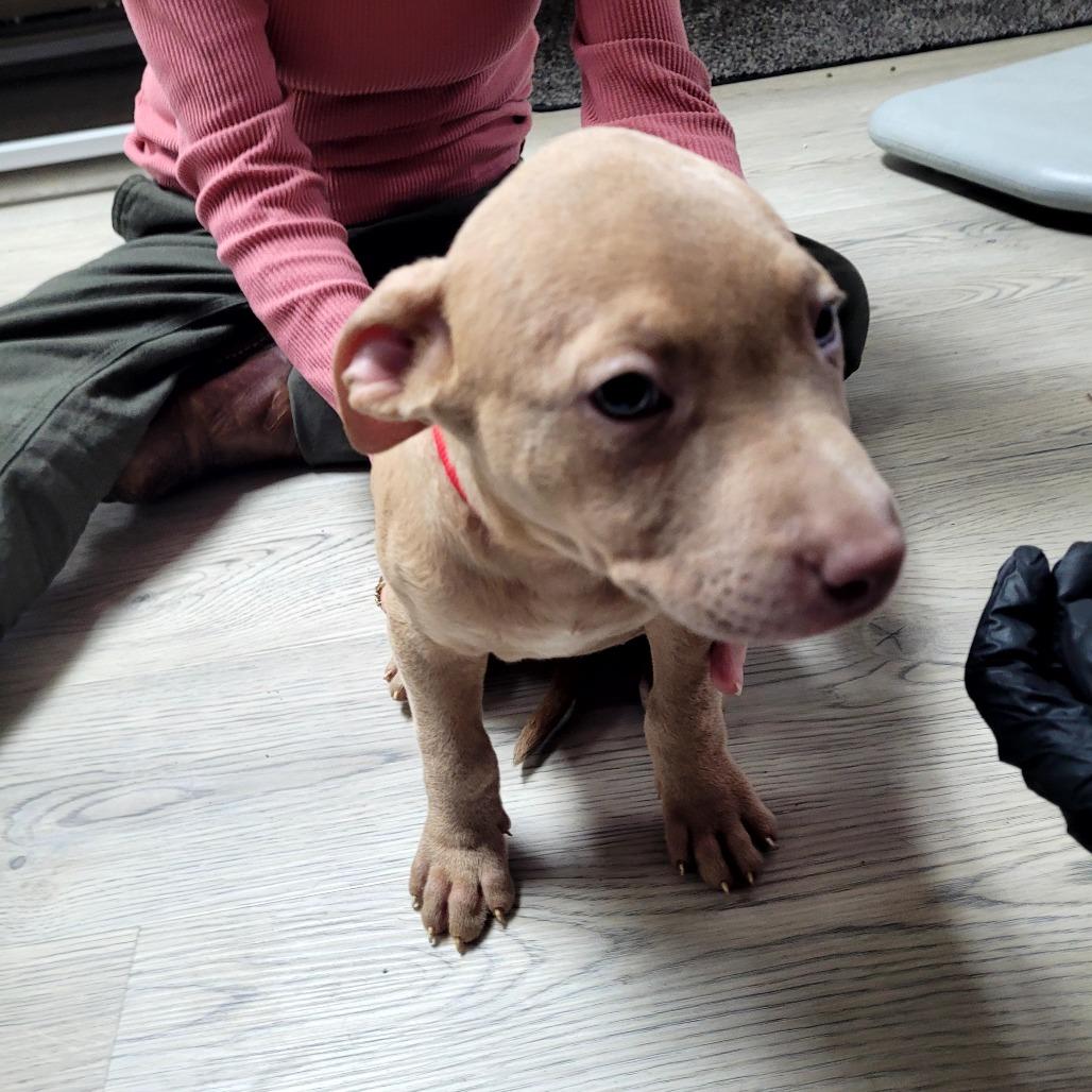 Enlarge Beritia (now pink, Red), a Adoptable Mixed Breed in Allyn, WA image 3/3