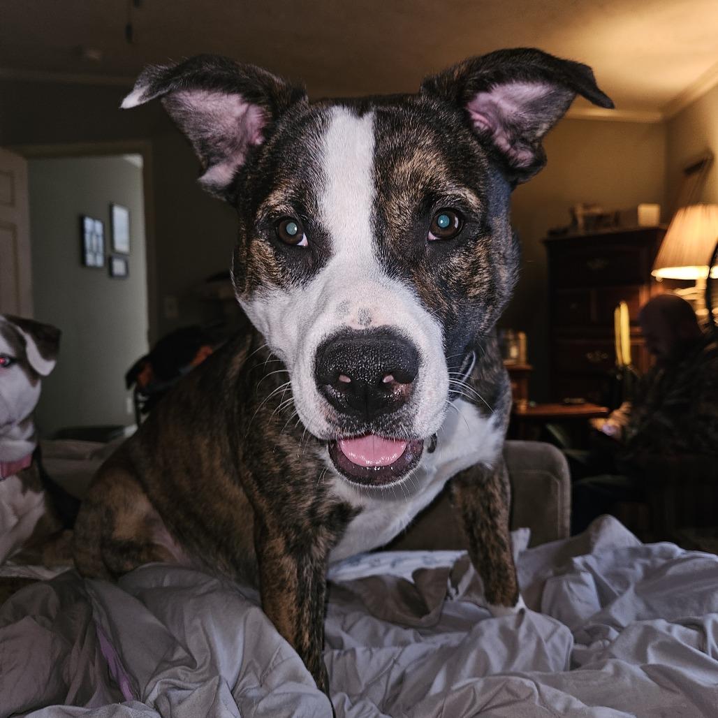 Mack — thumbnail 2