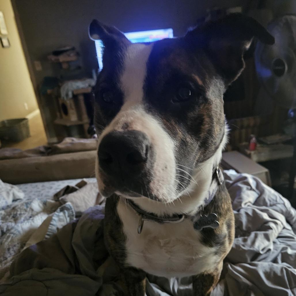 Mack — thumbnail 3