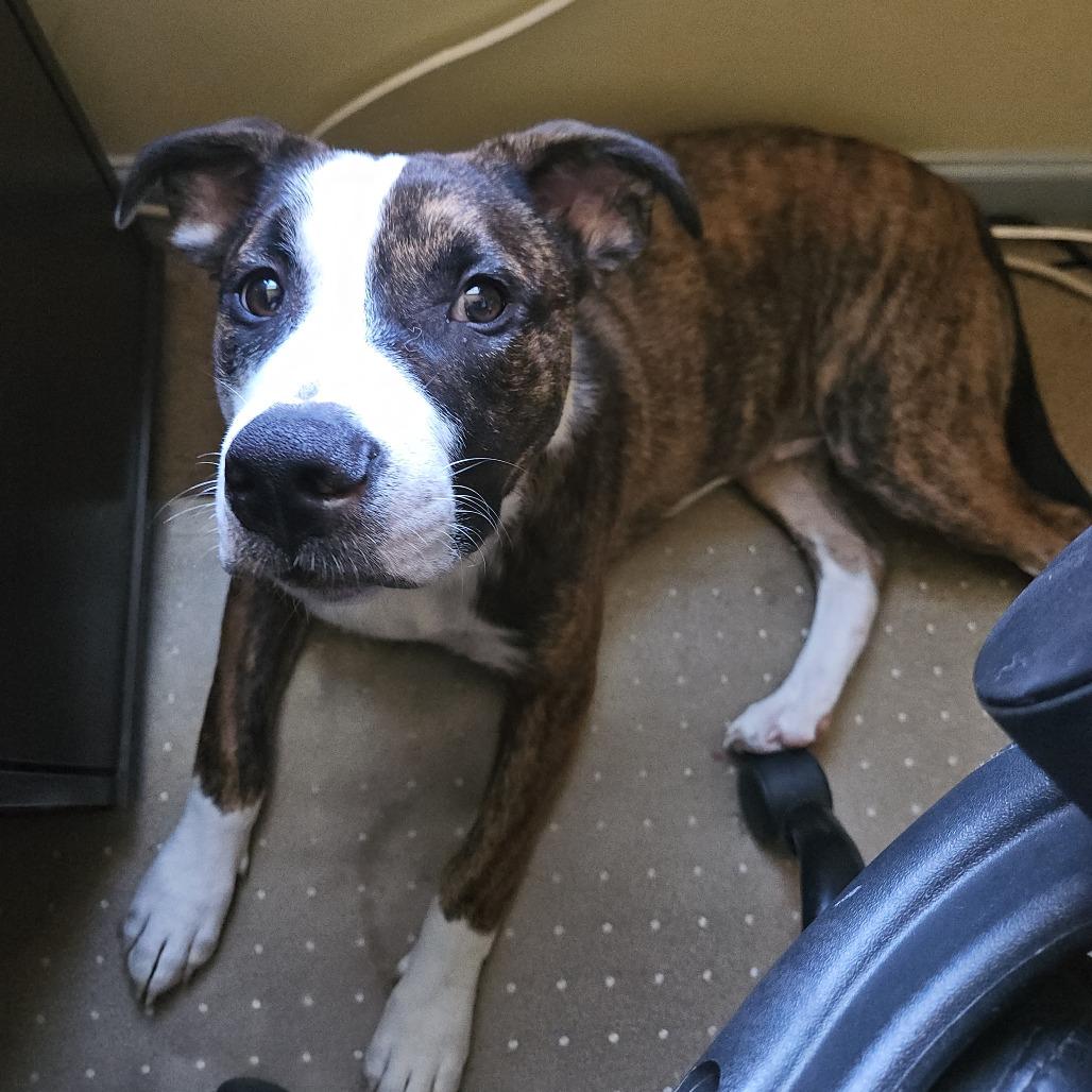 Mack — thumbnail 4