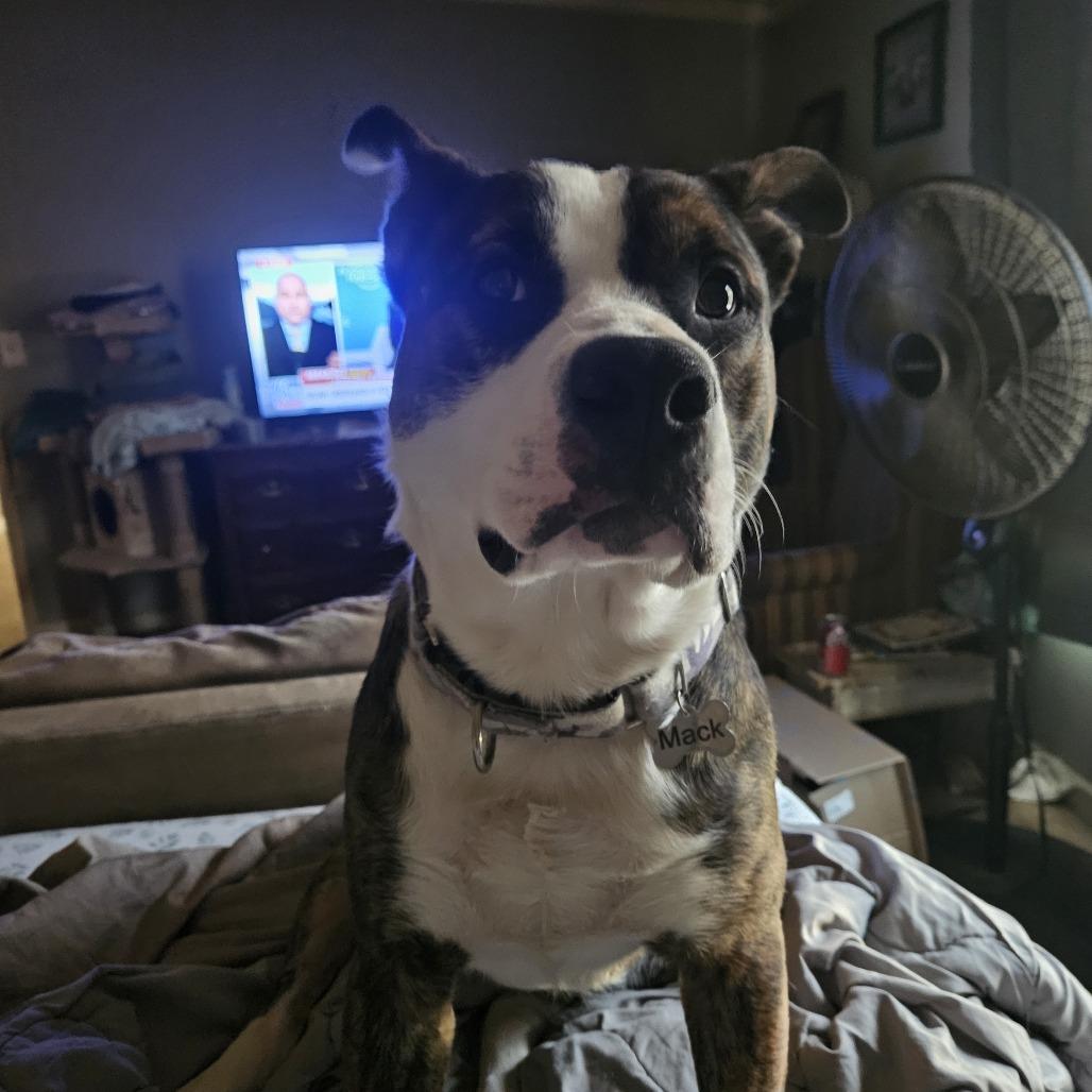 Mack — thumbnail 6