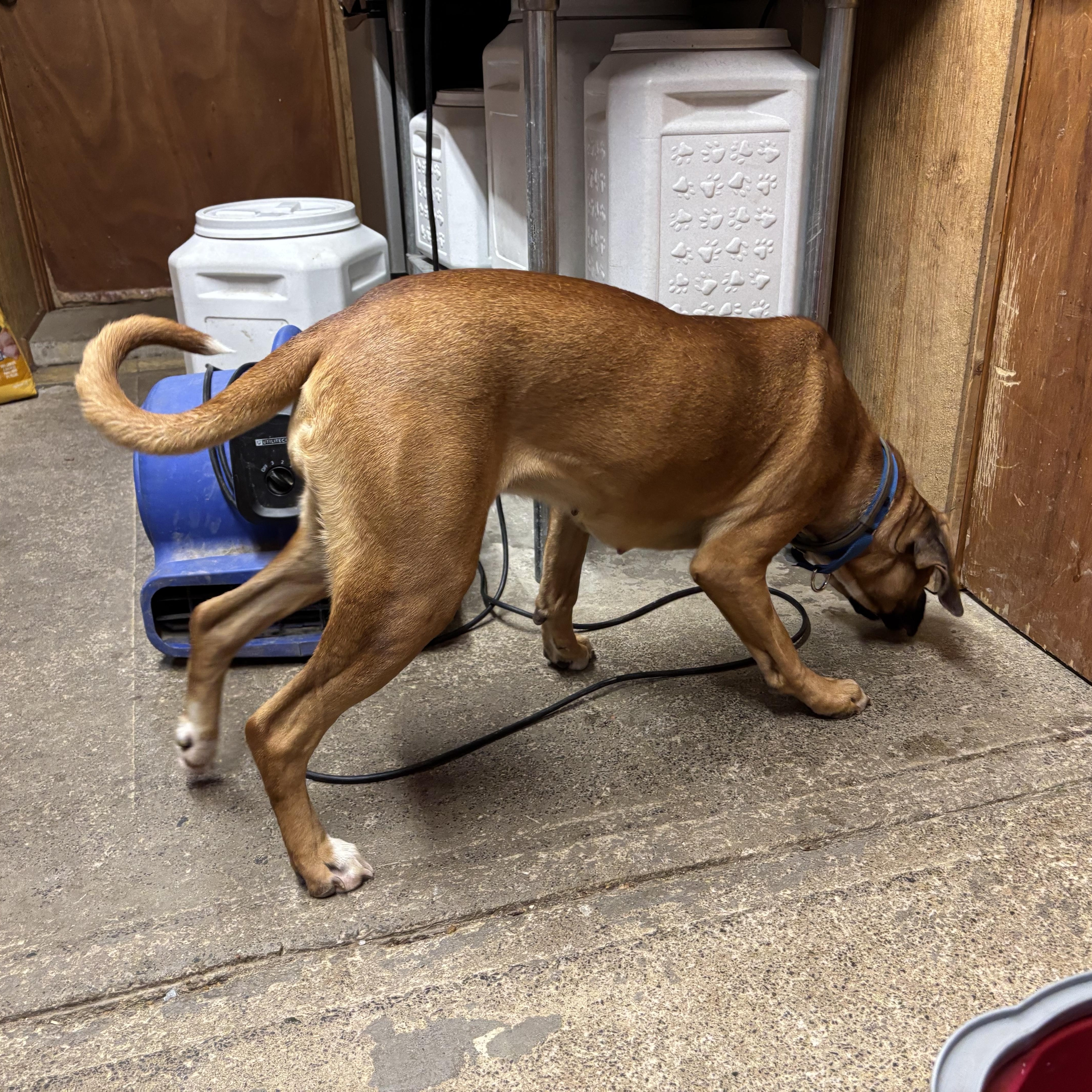 Astrid, a Adoptable mixed breed in Grafton, WV image 2/5