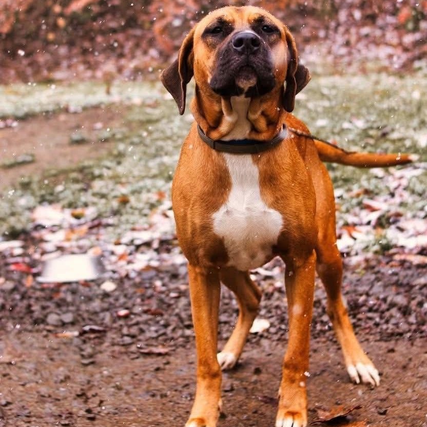 Astrid ~ being fostered, Adoptable, Young Female Mastiff & Boxer.