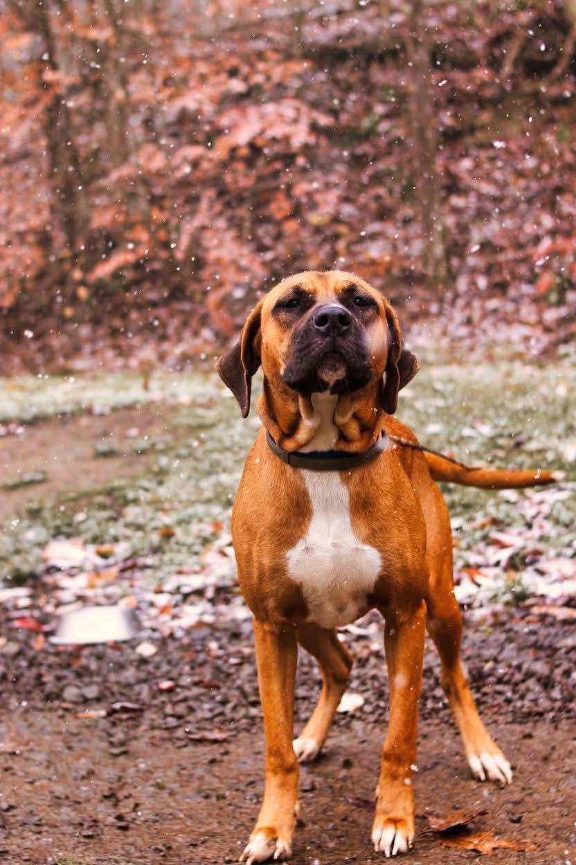 Astrid ~ being fostered, a Adoptable mixed breed in Grafton, WV image 4/6