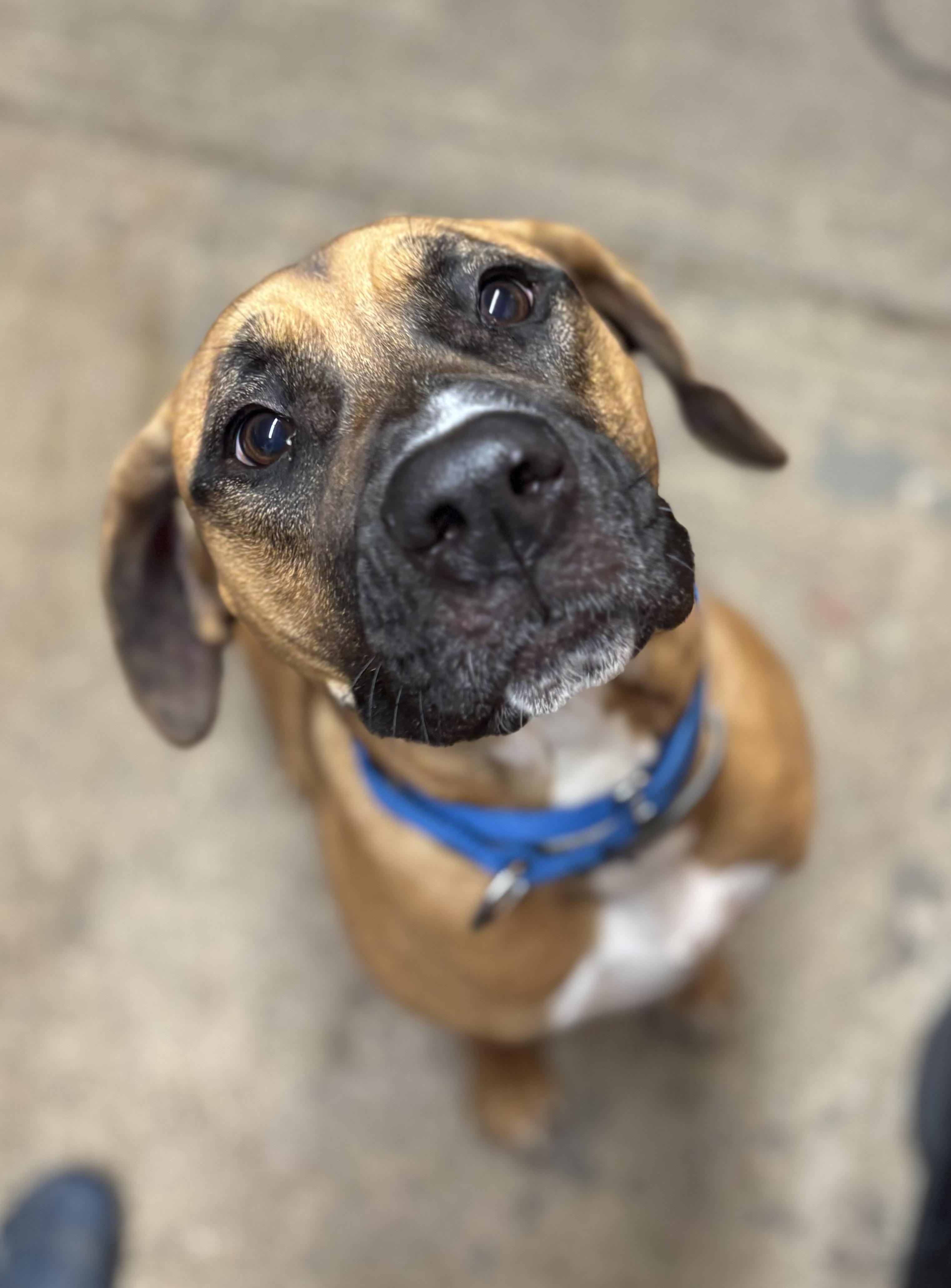Astrid, Adoptable, Young Female Mastiff & Boxer.