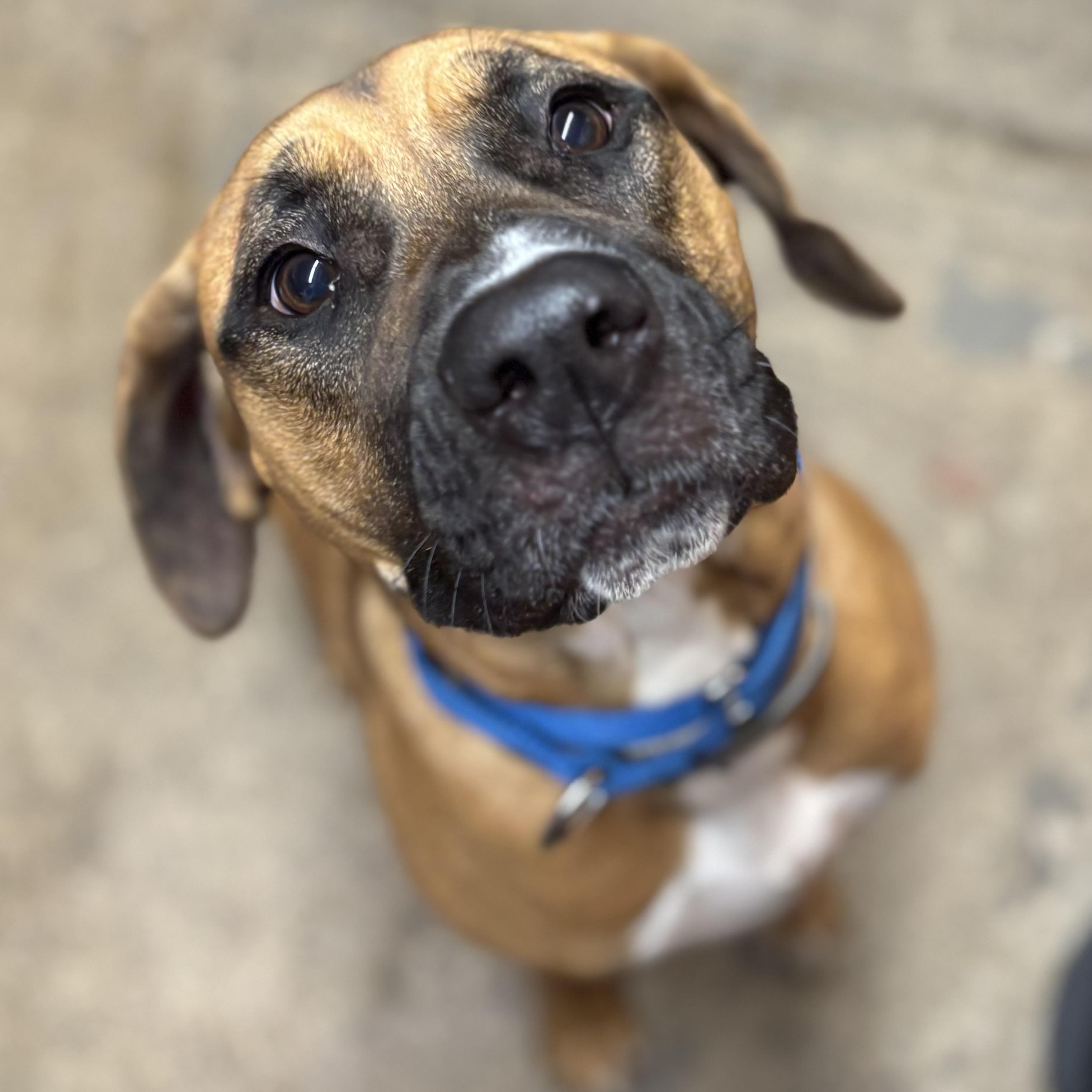 Astrid ~ being fostered, a Adoptable mixed breed in Grafton, WV image 1/6