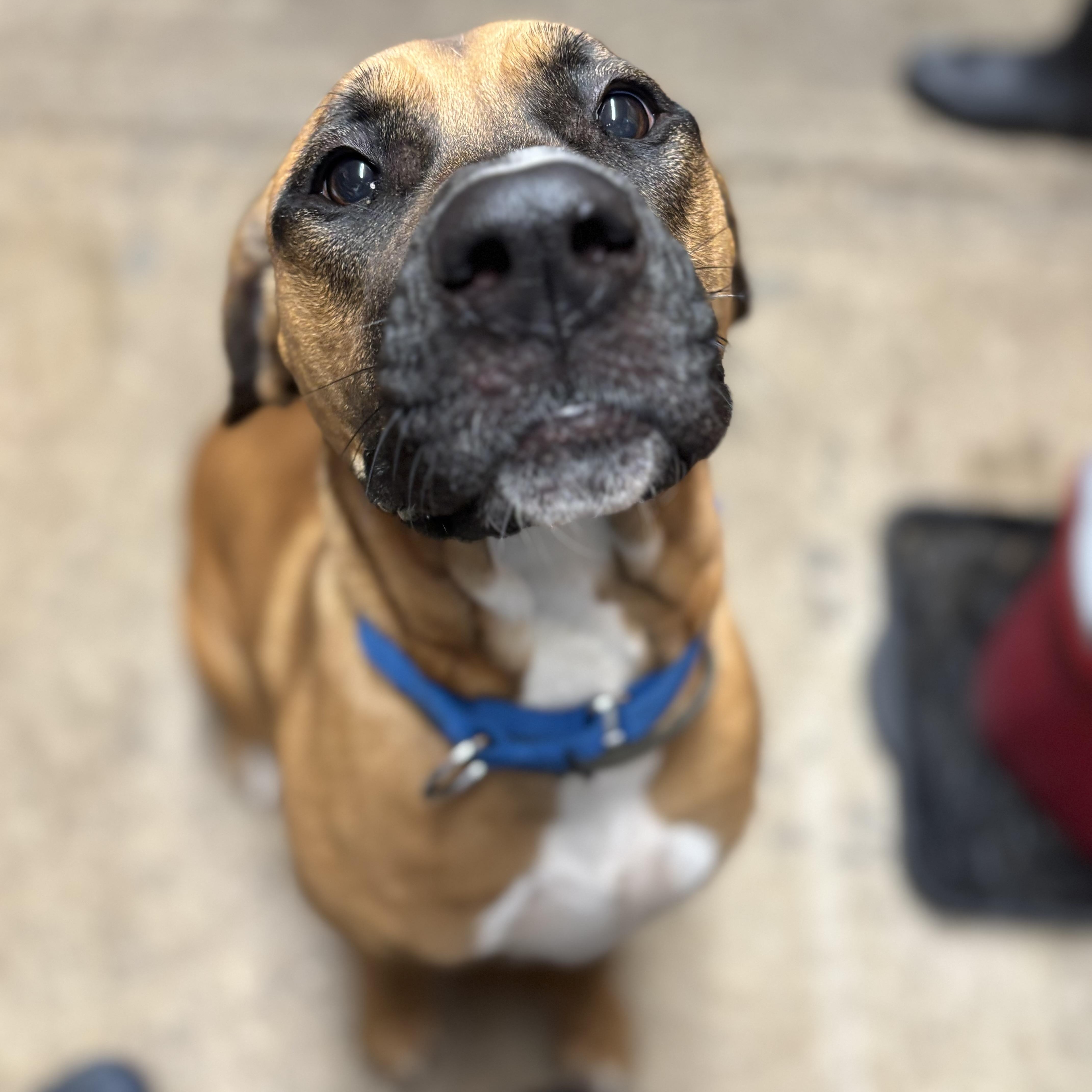 Astrid ~ being fostered, a Adoptable mixed breed in Grafton, WV image 3/6