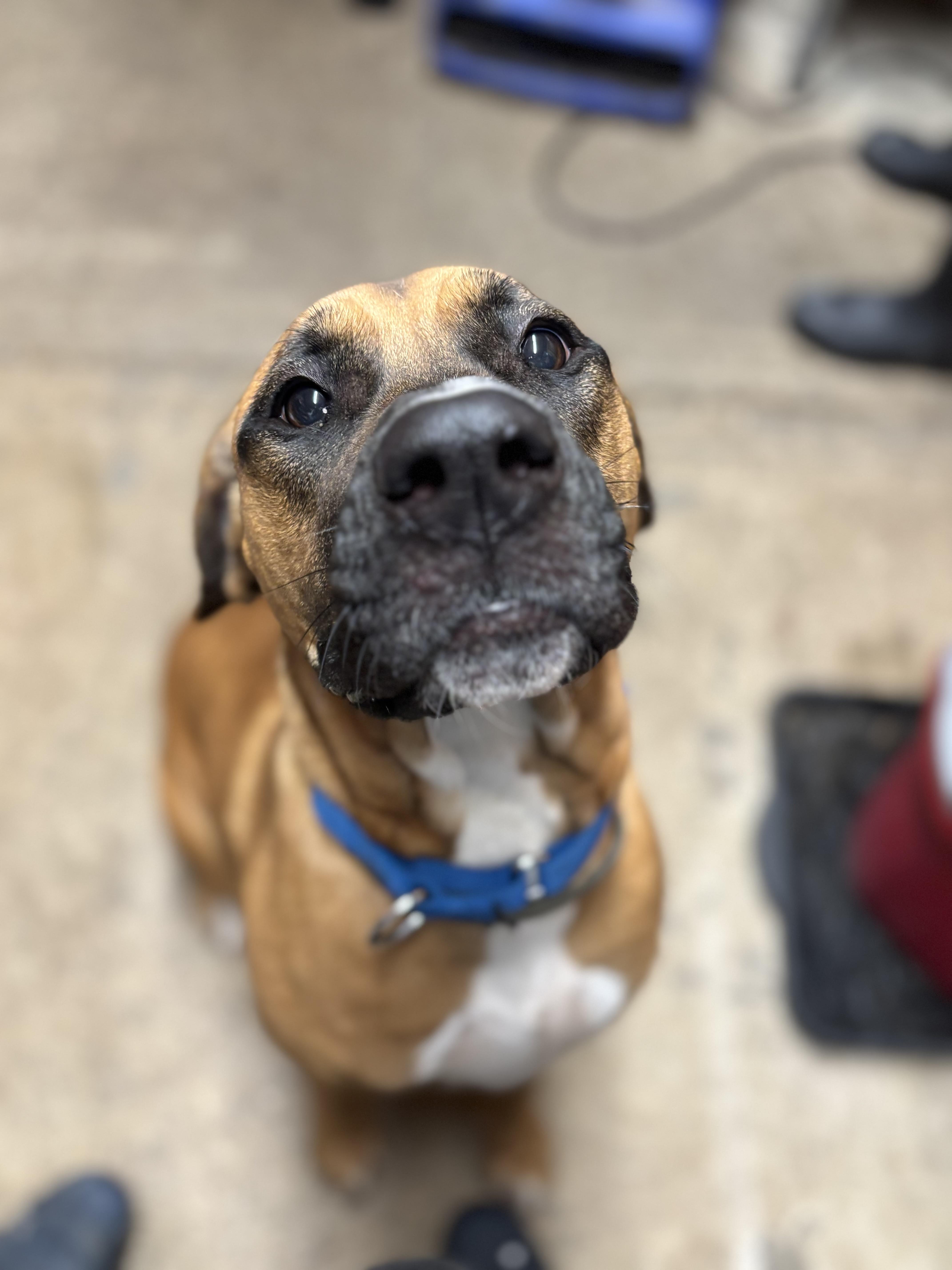 Astrid, a Adoptable mixed breed in Grafton, WV image 3/5