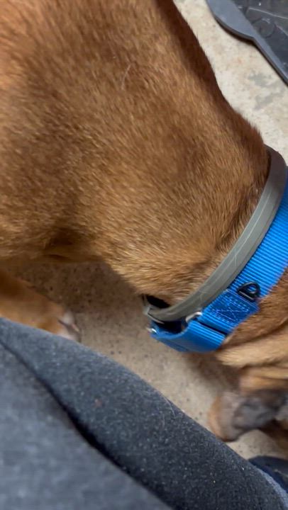 Enlarge Astrid, a Adoptable mixed breed in Grafton, WV video 4/5