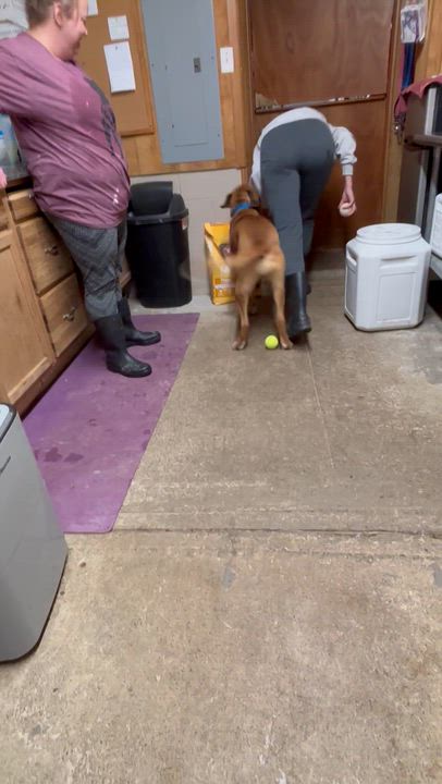 Enlarge Astrid, a Adoptable mixed breed in Grafton, WV video 5/5