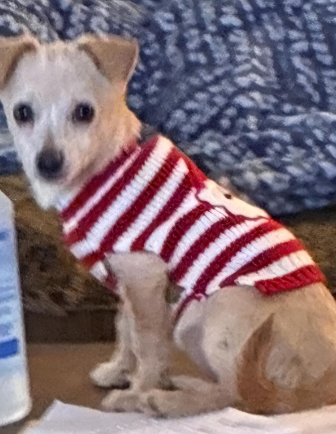 Pinky, ADOPTABLE, Young Female Chihuahua.