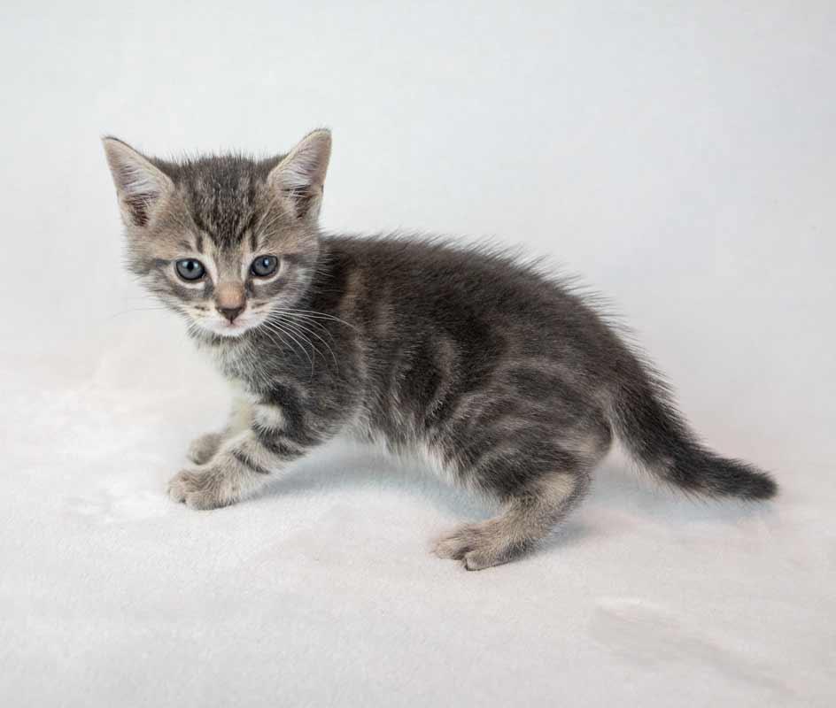 Enlarge Elvira, a Adoptable mixed breed in Kennesaw, GA image 5/6