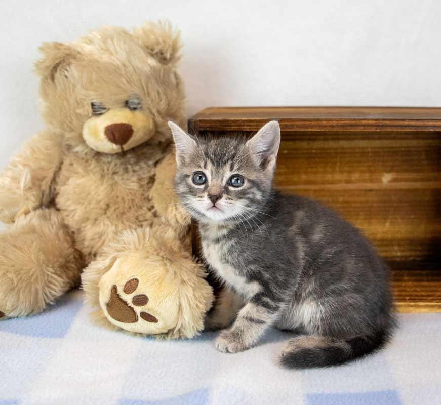 Enlarge Elvira, a Adoptable mixed breed in Kennesaw, GA image 3/6
