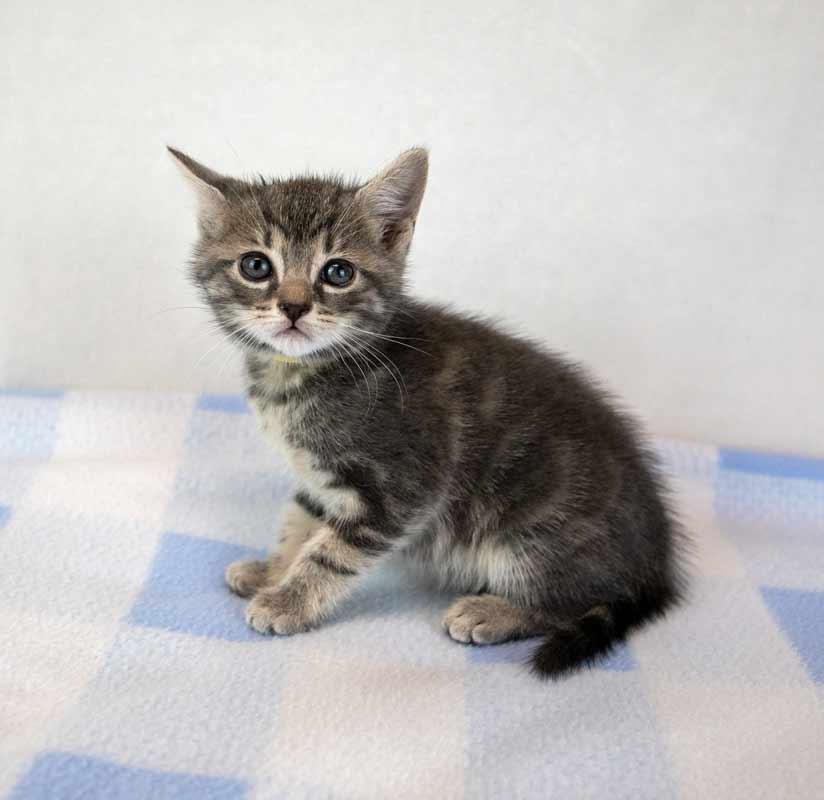 Enlarge Elvira, a Adoptable mixed breed in Kennesaw, GA image 6/6