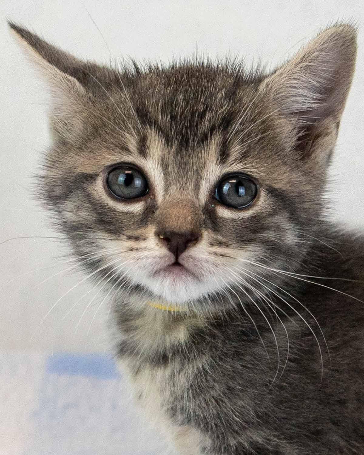 Elvira, Adoptable, Kitten Female Domestic Short Hair & Tortoiseshell.