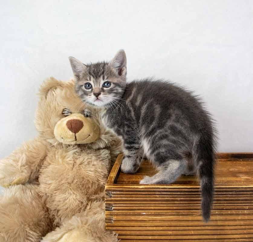 Enlarge Elvira, a Adoptable mixed breed in Kennesaw, GA image 2/6