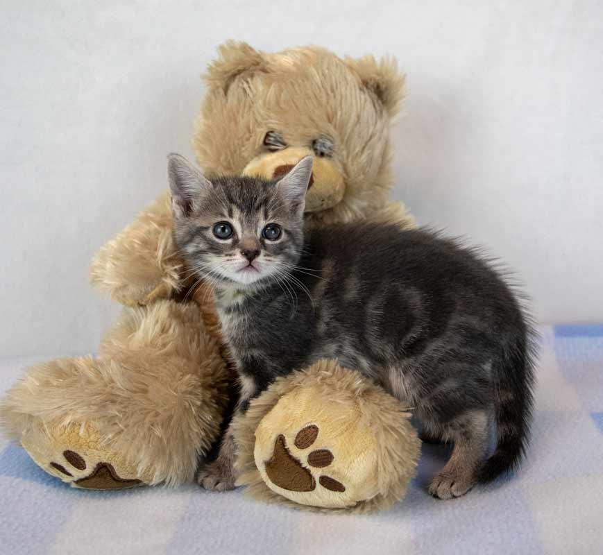 Enlarge Elvira, a Adoptable mixed breed in Kennesaw, GA image 4/6