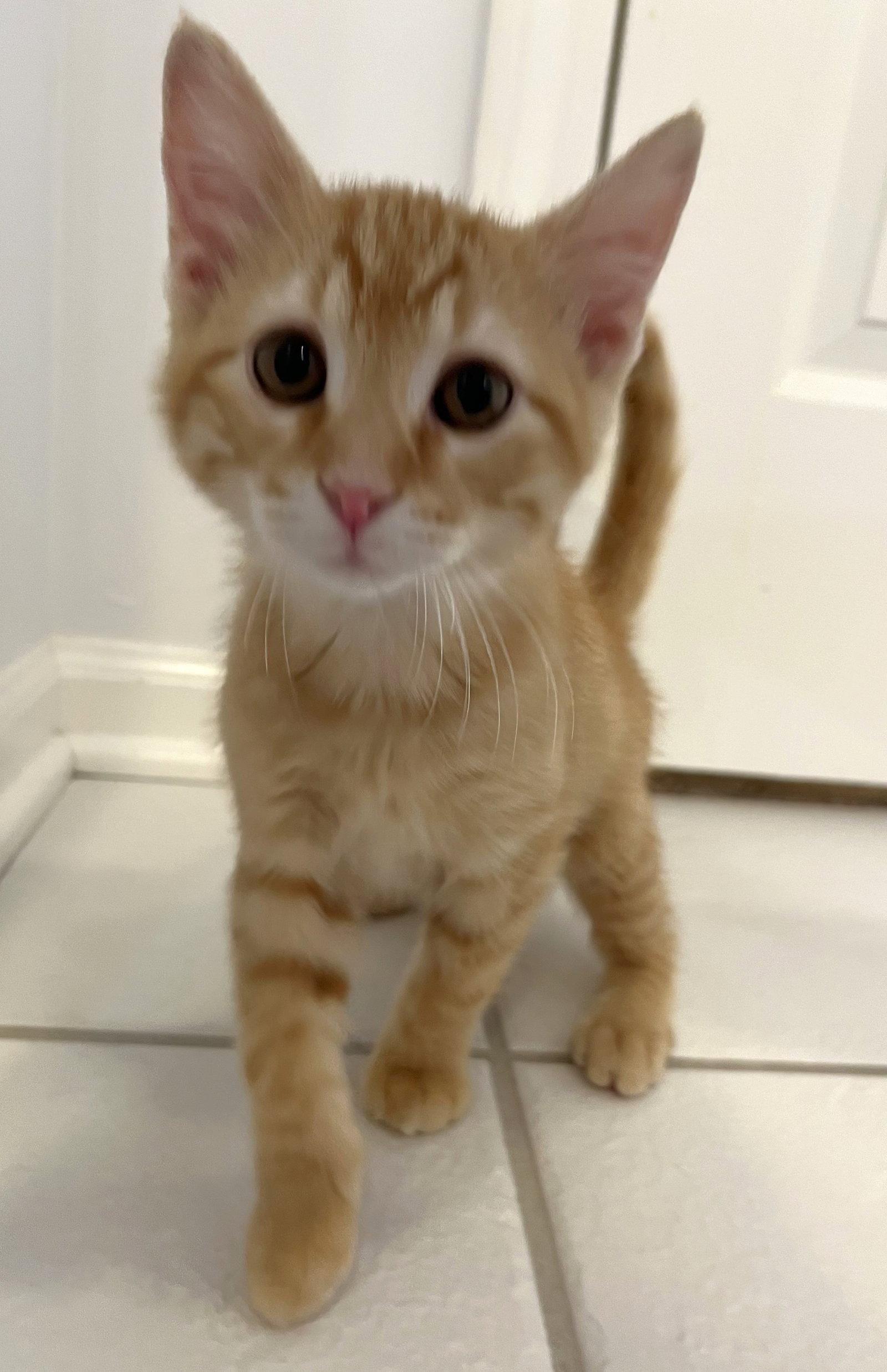 Enlarge Connor, a Adopted Domestic Short Hair in Shawnee, KS image 1/2
