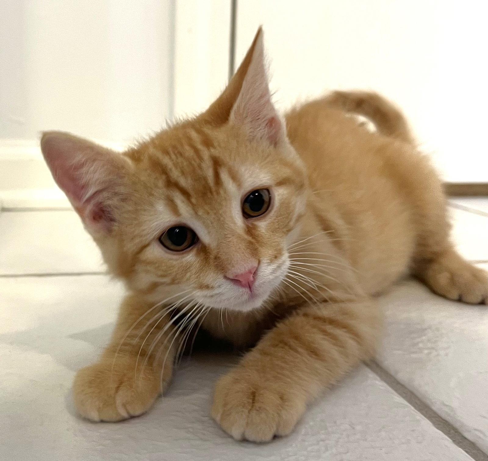 Enlarge Connor, a Adopted Domestic Short Hair in Shawnee, KS image 2/2