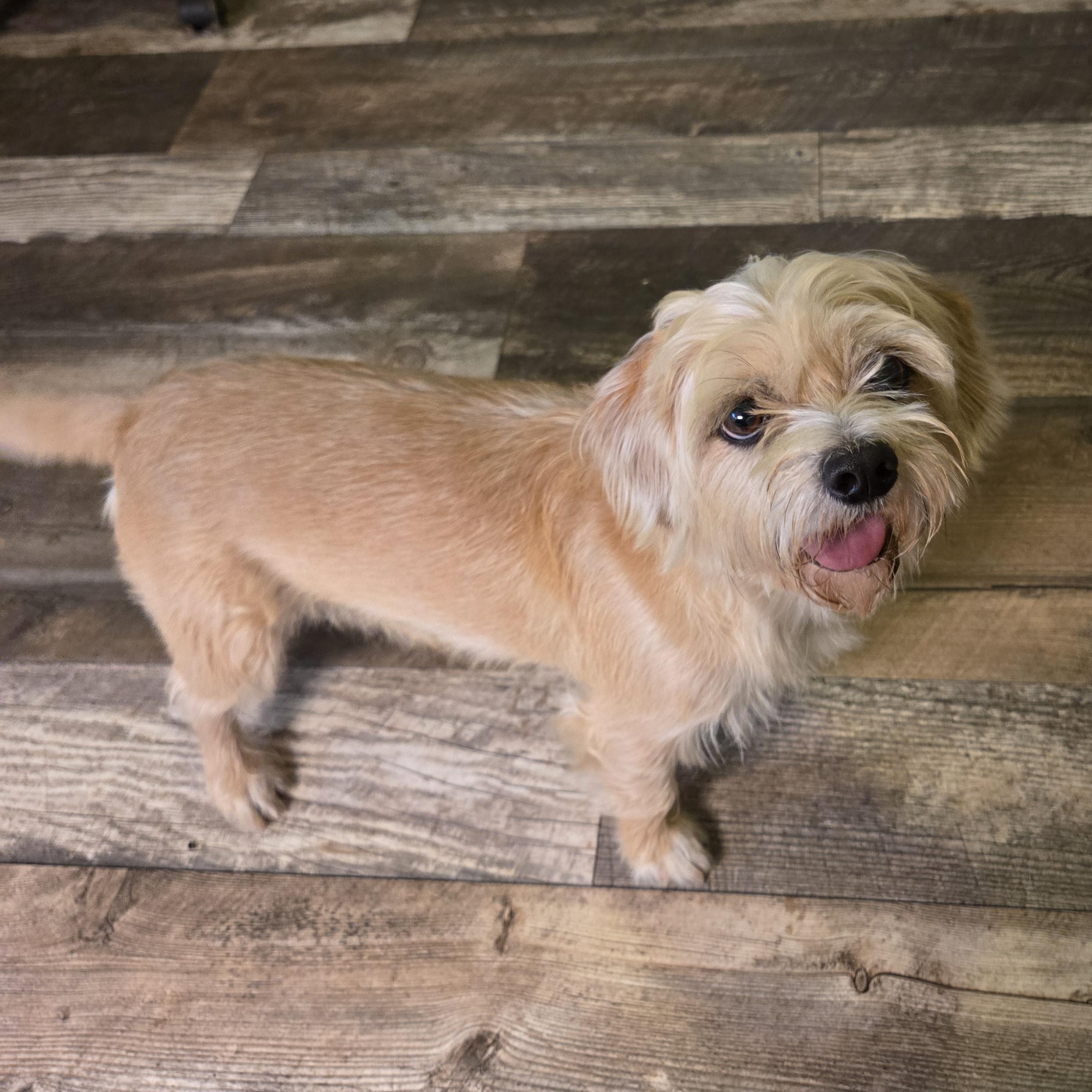 Enlarge William , a Adoptable mixed breed in Fort Worth, TX image 2/2