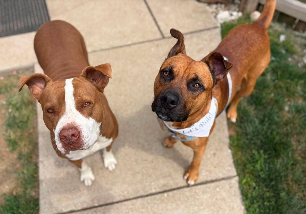 Alex, Adopted, Adult Male Pit Bull Terrier.