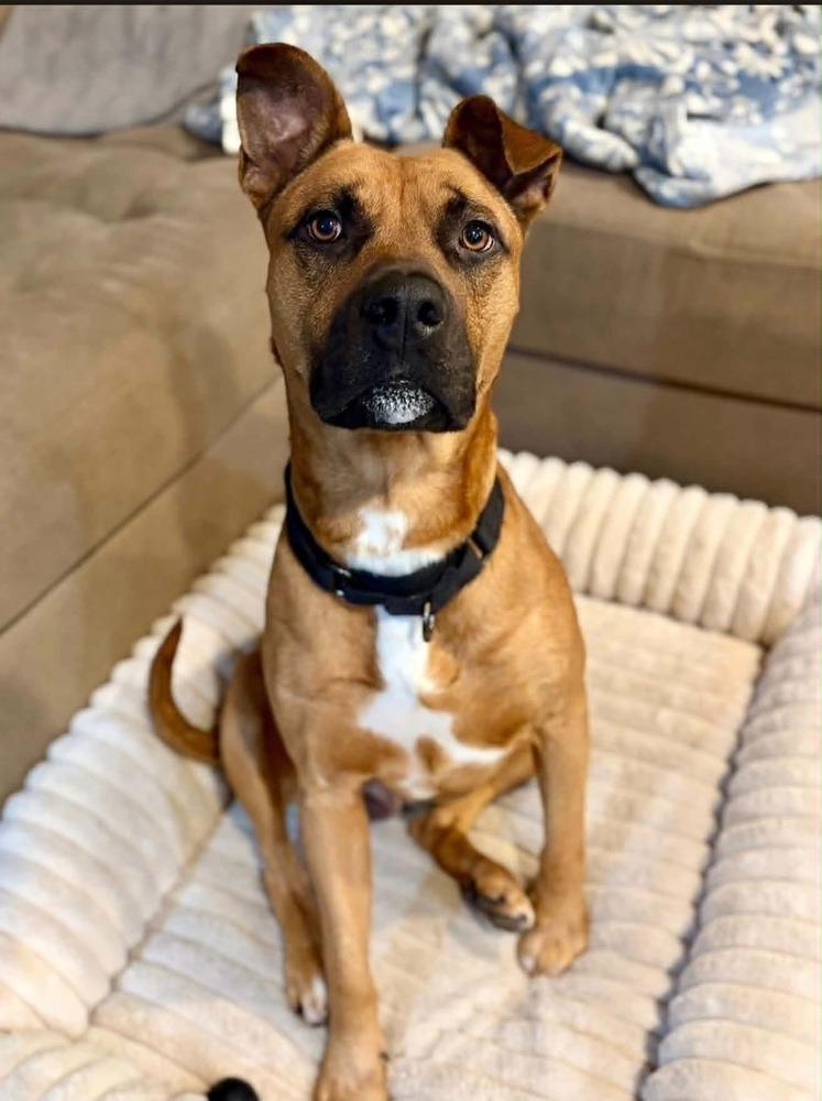 Alex, a Adopted Pit Bull Terrier in Indianapolis, IN image 2/6