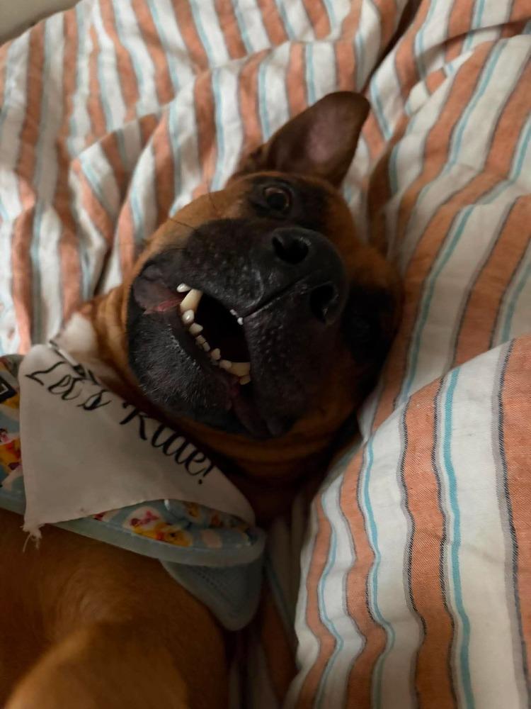 Alex, a Adopted Pit Bull Terrier in Indianapolis, IN image 3/6
