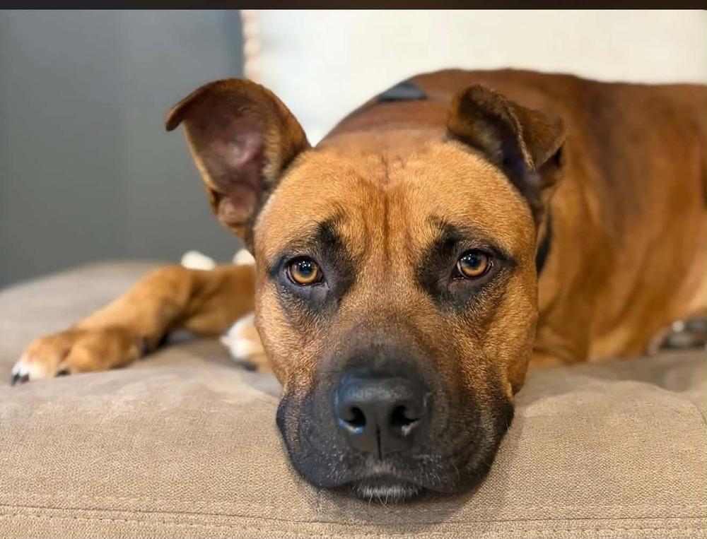 Alex, a Adopted Pit Bull Terrier in Indianapolis, IN image 4/6