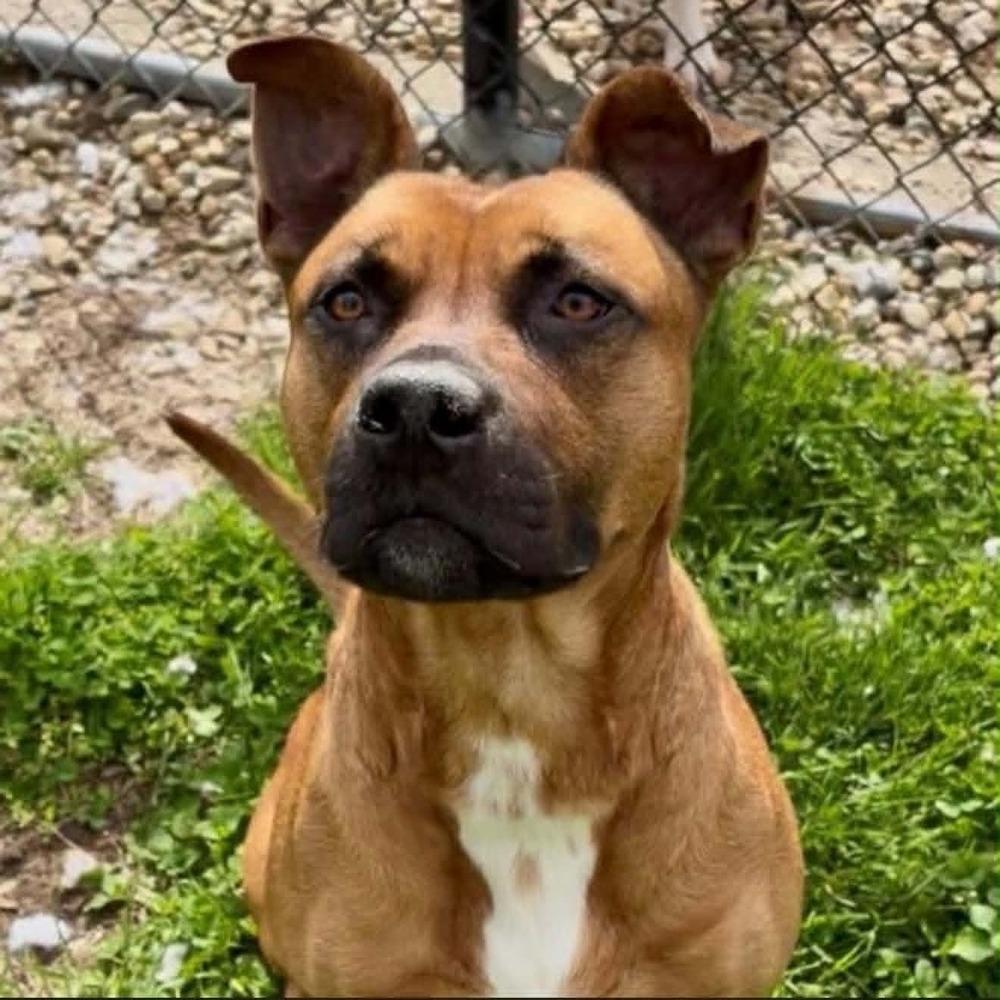 Alex, a Adopted Pit Bull Terrier in Indianapolis, IN image 5/6