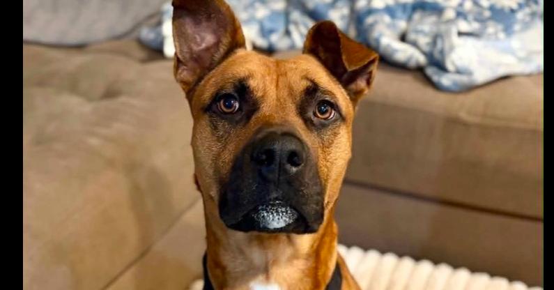 Alex, a Adopted Pit Bull Terrier in Indianapolis, IN image 6/6